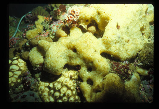 Image of aggregated nipple horny sponge