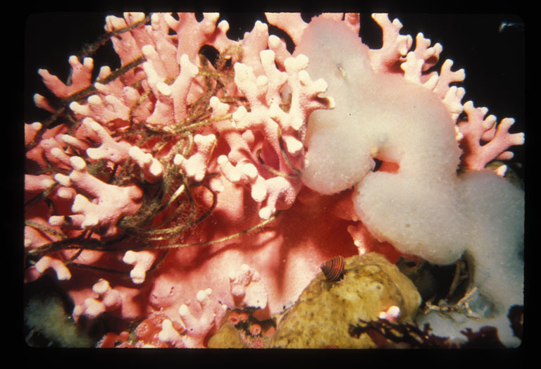 Image of Lace corals