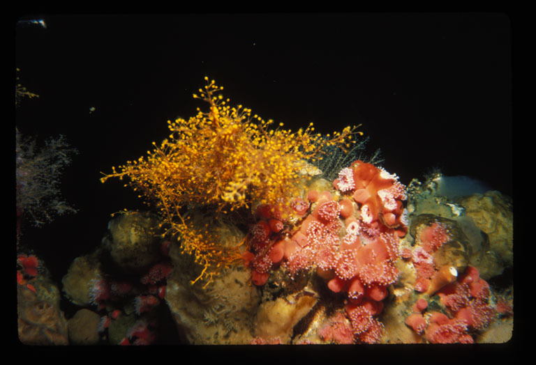 Image of orange hydroid