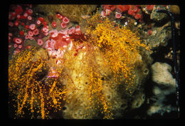 Image of orange hydroid