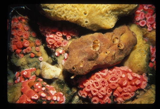 Image of Strawberry anemones