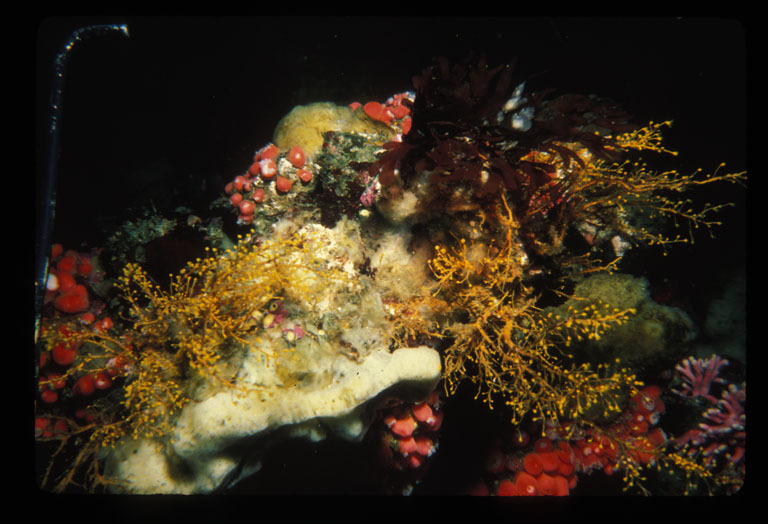 Image of orange hydroid