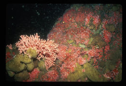 Image of Lace corals