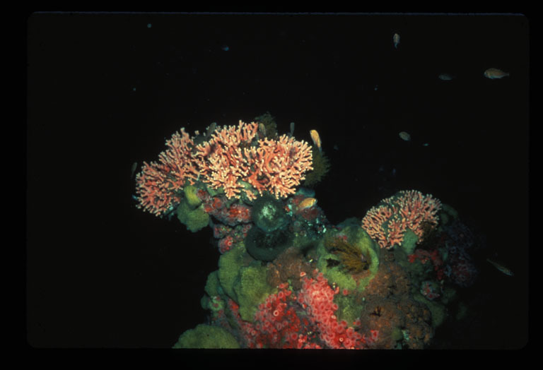 Image of Lace corals