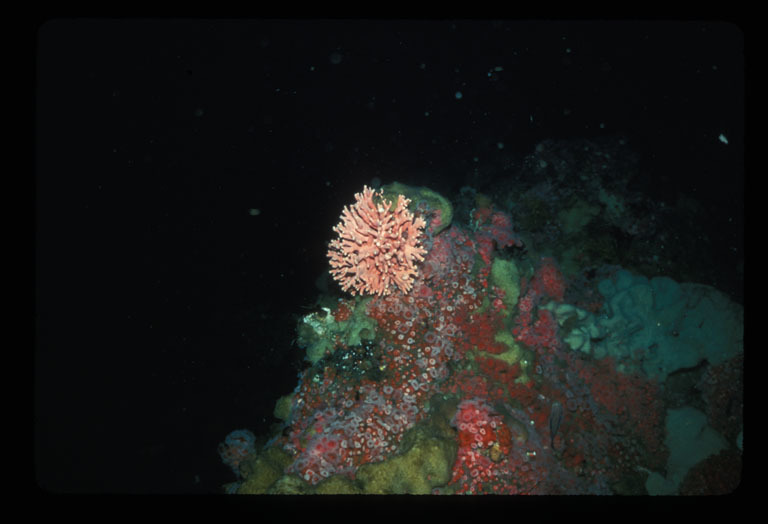 Image of Lace corals