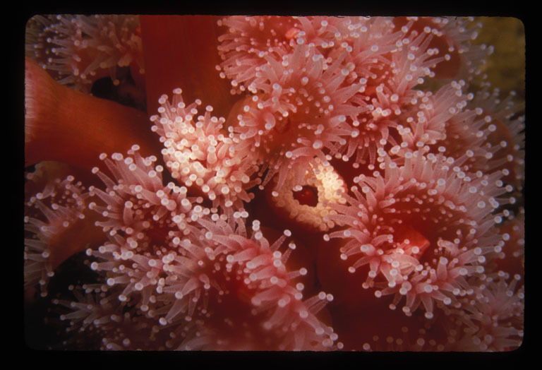 Image of Strawberry anemones