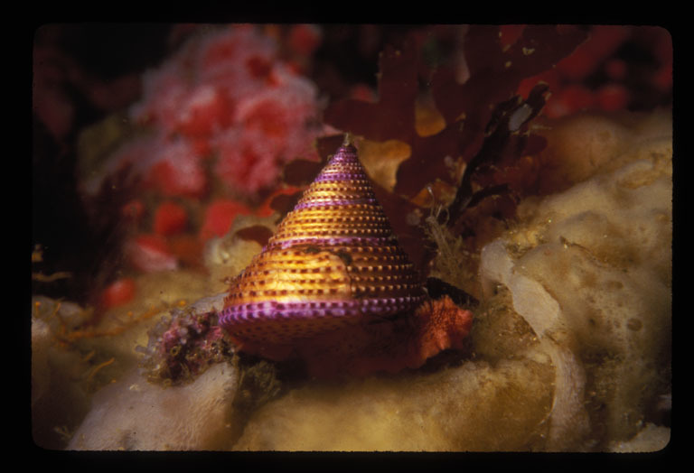 Image of Jeweled Top Snail