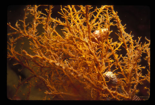 Image of orange hydroid