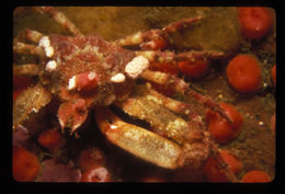 Image of sharp-nosed crab