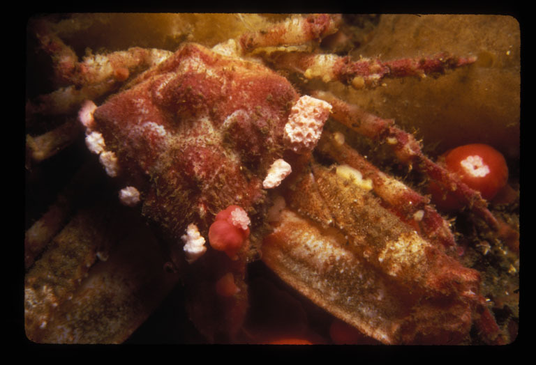 Image of sharp-nosed crab