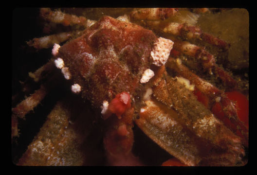 Image of sharp-nosed crab