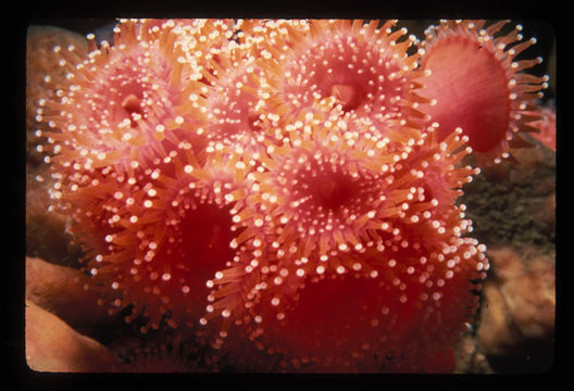 Image of Strawberry anemones