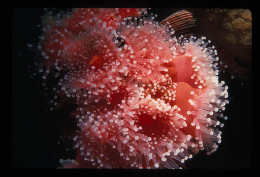 Image of Strawberry anemones