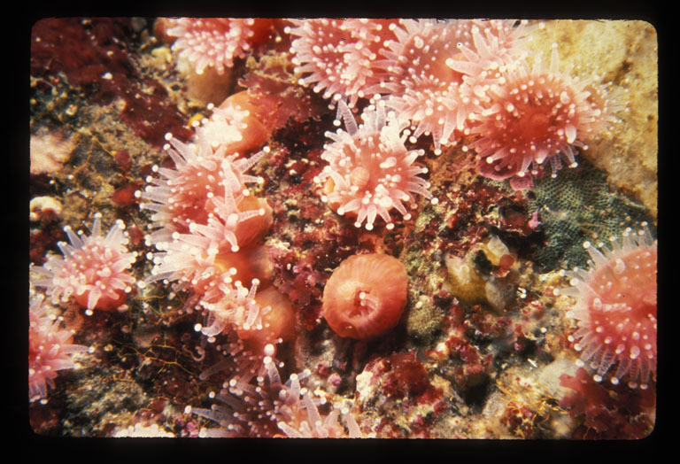 Image of Strawberry anemones