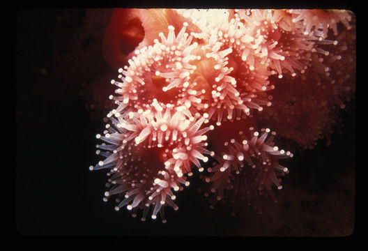 Image of Strawberry anemones