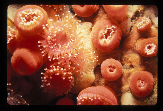 Image of Strawberry anemones