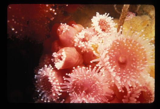 Image of Strawberry anemones