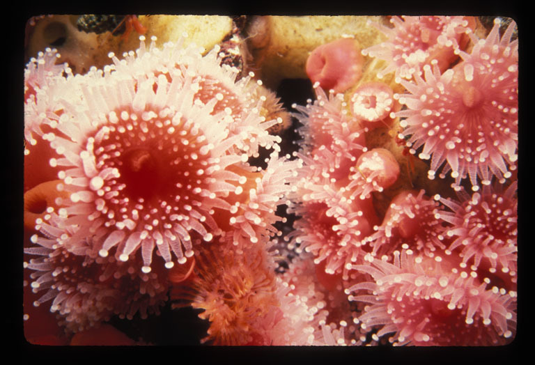 Image of Strawberry anemones