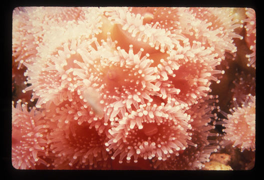 Image of Strawberry anemones