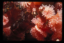 Image of Strawberry anemones