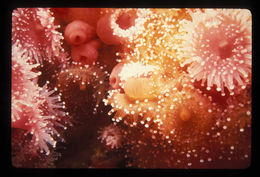 Image of Strawberry anemones