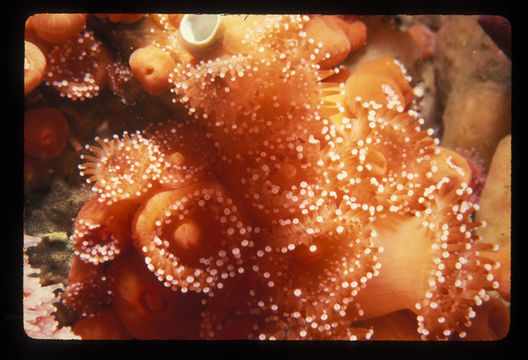 Image of Strawberry anemones
