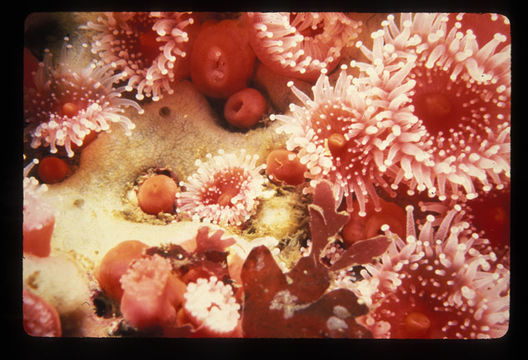 Image of Strawberry anemones