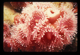 Image of Strawberry anemones