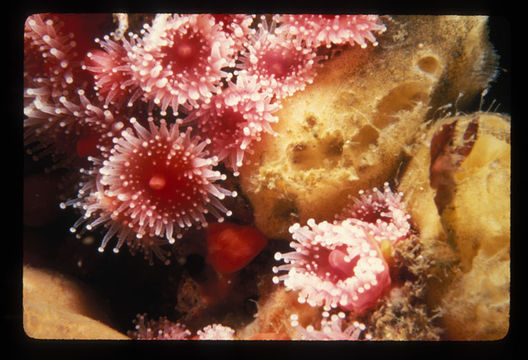 Image of Strawberry anemones