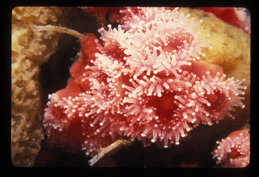 Image of Strawberry anemones