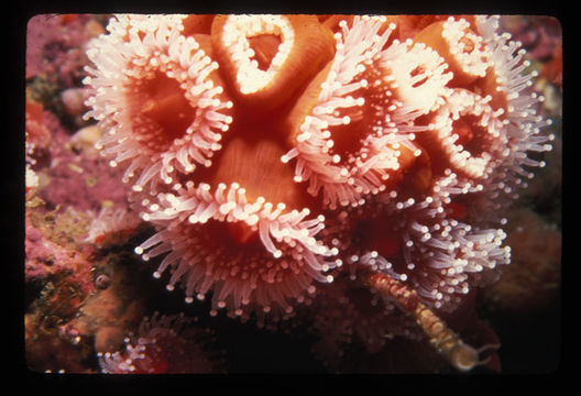 Image of Strawberry anemones