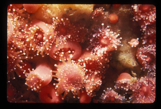 Image of Strawberry anemones