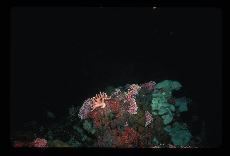 Image of Lace corals