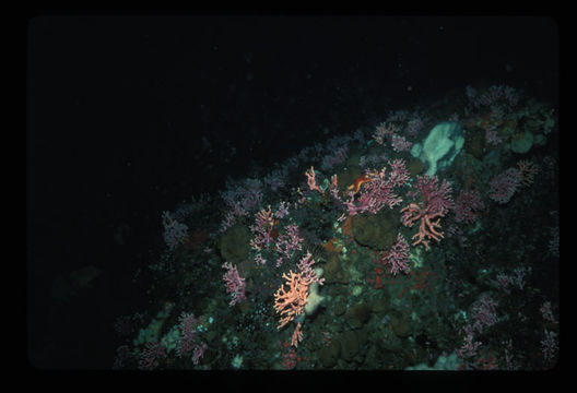 Image of Lace corals