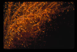 Image of orange hydroid