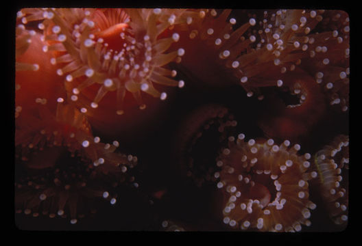 Image of Strawberry anemones