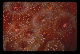 Image of Strawberry anemones