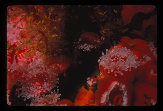Image of Strawberry anemones