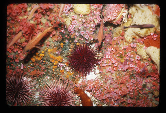 Image of Purple sea urchin