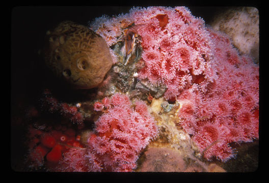 Image of Strawberry anemones