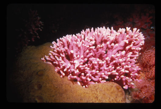 Image of Lace corals