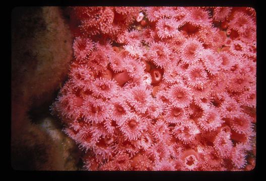 Image of Strawberry anemones