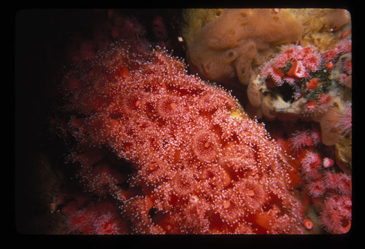 Image of Strawberry anemones