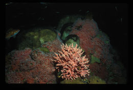 Image of Lace corals