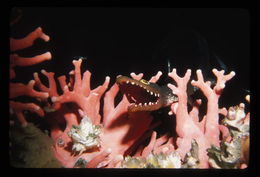 Image of Giant Acorn Barnacle