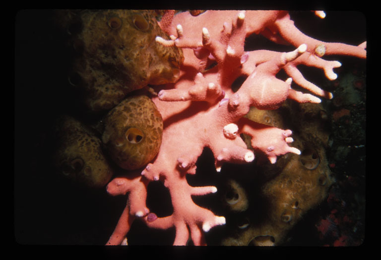 Image of Lace corals