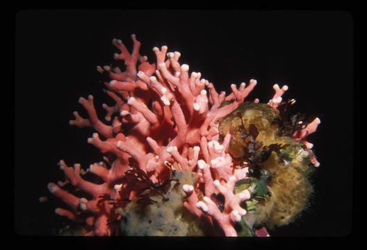 Image of Lace corals