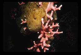 Image of Lace corals