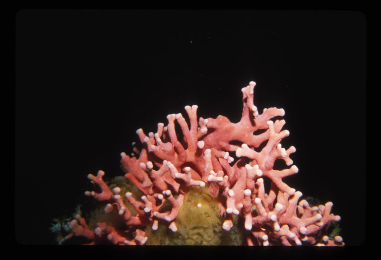 Image of Lace corals