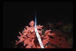 Image of Lace corals